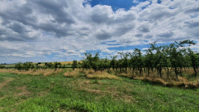 PHOTO-2020-07-16-07-44-49_1